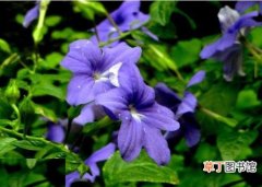 【植物】花卉植物名称及图片——蓝英花