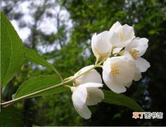 京山梅花 【植物】花卉植物名称及图片——太平花