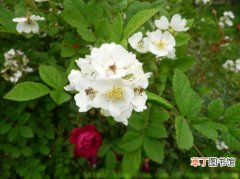【植物】花卉植物名称及图片——软条七蔷薇