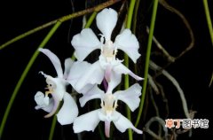 【植物】白花凤蝶兰是一种什么花卉植物？白花凤蝶兰图片及简介