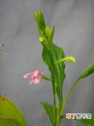 【植物】紫花鹤顶兰是一种什么植物？紫花鹤顶兰图片及简介