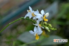 【花卉】白花姬蝴蝶兰是一种什么花卉植物？白花姬蝴蝶兰图片及简介