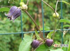 【植物】花卉植物名称及图片大全——紫花铁线莲