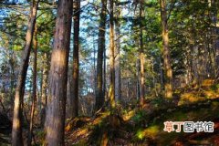 【红豆杉】吉林省汪清林业局荒沟林场发现红豆杉古树群 最大树龄已超3000年