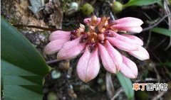 【植物】梳帽卷瓣兰是一种什么花卉植物？梳帽卷瓣兰图片及简介