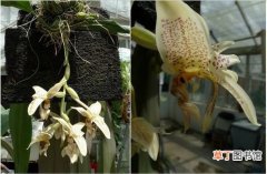 金鱼兰、倒挂兰 【植物】花卉植物名称及图片——眼斑奇唇兰