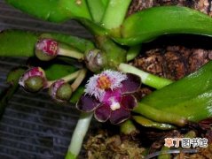 【花卉】大花盆距兰是一种什么花卉植物？大花盆距兰图片及简介