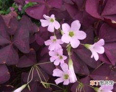 【植物】紫叶山本酢浆草是一种花卉植物？紫叶山本酢浆草图片及简介