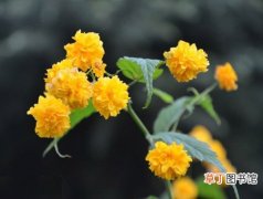 【植物】花卉植物名称及图片——重瓣棣棠