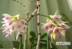 【花卉】紫晶舌石斛是一种什么花卉植物？紫晶舌石斛图片及简介
