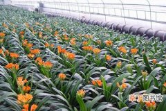 【君子兰】鞍山市：全力支持花卉基地发展 打造中国最大君子兰花卉园区