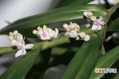 【植物】短穗毛舌兰是一种什么花卉植物？短穗毛舌兰图片及简介