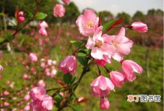 【植物】花卉植物名称及图片——红宝石海棠