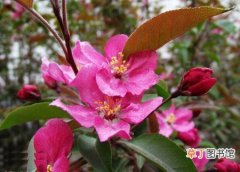 【植物】花卉植物名称及图片——粉芽海棠