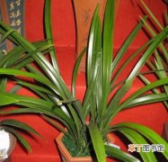 【植物】企剑白墨是一种什么花卉植物？企剑白墨图片及简介