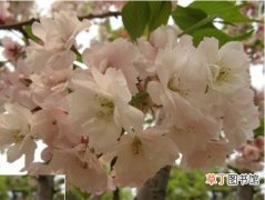【植物】花卉植物名称及图片——八重红大岛樱花