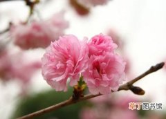 【植物】花卉植物名称及图片——关山樱花