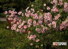 【植物】花卉植物名称及图片——粉花重瓣麦李