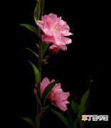 【植物】花卉植物名称及图片——照手红桃花