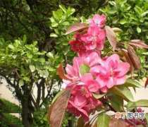 【植物】花卉植物名称及图片——霍巴海棠