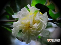 千瓣白石榴 【植物】花卉植物名称及图片——重瓣白花石榴