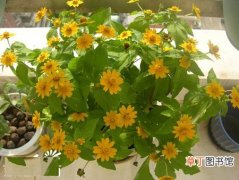 黄帝菊、美兰菊 【植物】花卉植物名称及图片——皇帝菊