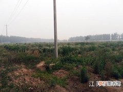 【多】江苏丰县：多渠道扶持花木产业
