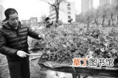 【大棚】太原市龙潭公园4万余株天竺葵运至大棚重新栽植 让花卉安全过冬