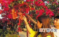 【迎春花】海南花卉大世界迎春花市期间4000多种花卉盆景供消费者选购