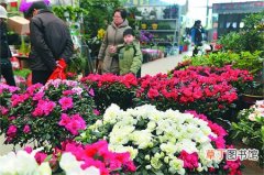 【花】冬天哪里可以赏花 温州首届时尚花博会1月举办