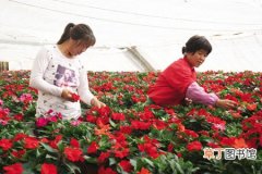 【花卉】辽宁省朝阳市：大三家村花卉种出了名堂