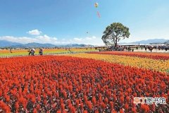 【花】台中国际花毯节及中台湾农业博览会 花仙邀你走进奇幻世界