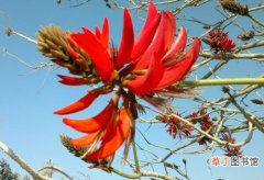 【图片】花卉名称及图片——象牙红
