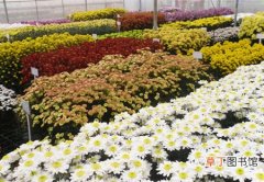 【花卉】宁夏宁川市：兴庆区花卉产业显现国际范儿