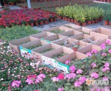【花卉】如皋市华夏花卉市场被评为＂省级创业孵化示范基地＂