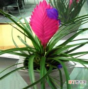 铁兰 【图片】花卉名称及图片——紫凤梨