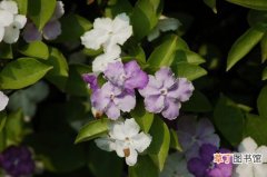 变色茉莉、紫夜茉莉、鸳鸯茉莉 【图片】花卉名称及图片——番茉莉