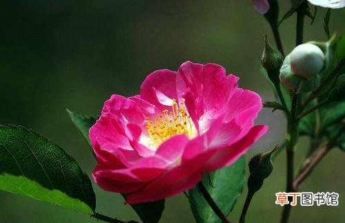 【图片】鲜花名称及图片——荷花蔷薇