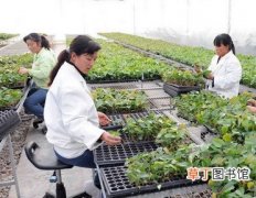 【花卉】江西省奉新县：推进苗木花卉规模化、专业化、产业化生产