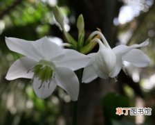 【图片】花卉名称及图片——南美水仙