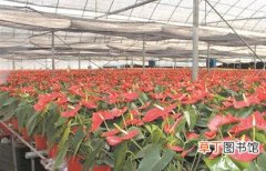 【品种】泉州市：3个花卉新品种 获“专利”保护
