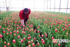 【花卉】河北省平泉县：花卉产业推动农村经济发展