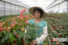 【花卉】辽宁省清原县：花卉成为农民主要经济增长点