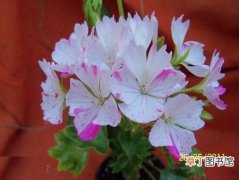 【图片】花卉名称及图片——天竺葵白喷点