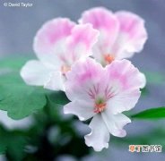 【图片】花卉名称及图片——天竺葵托克·五月