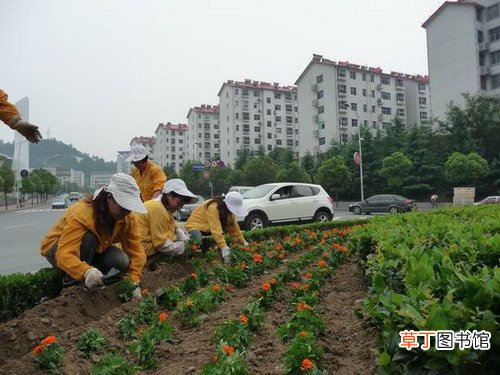 【花卉】广西省钦州市：季节更换 时令花卉美化城市街景