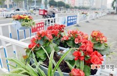 【绿化】浙江省乐清市：沿路绿化频遭“毒手”“采花贼”专盯新品种花卉