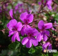 【图片】花卉名称及图片——天竺葵丁香紫色