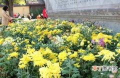【花卉】福建省：武平连城明年可为花卉买保险