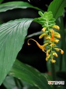 【植物】花卉植物名称及图片——双翅舞花姜